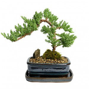 Bonsai